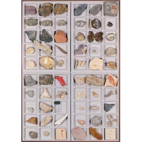 연구용 화석 표본 60종 (HS-1001)
