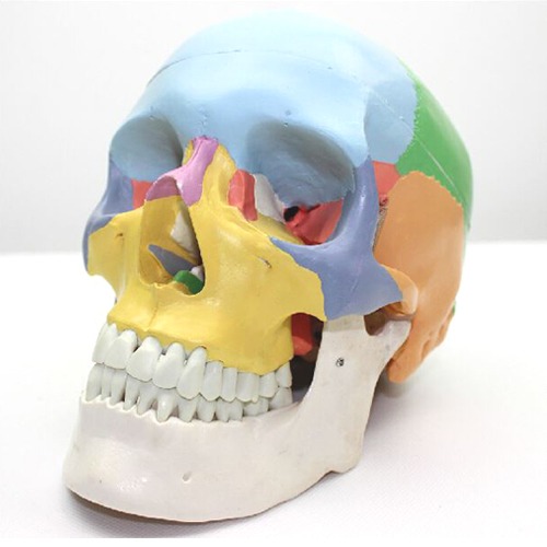 인체 두개골 모형(색칠형)