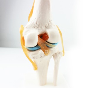 인체 무릎관절 모형(1:1)