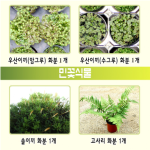 민꽃식물 - 우산이끼,솔이끼,고사리