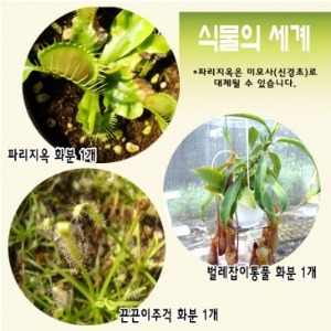 식충 식물 3종 - 식물의 세계