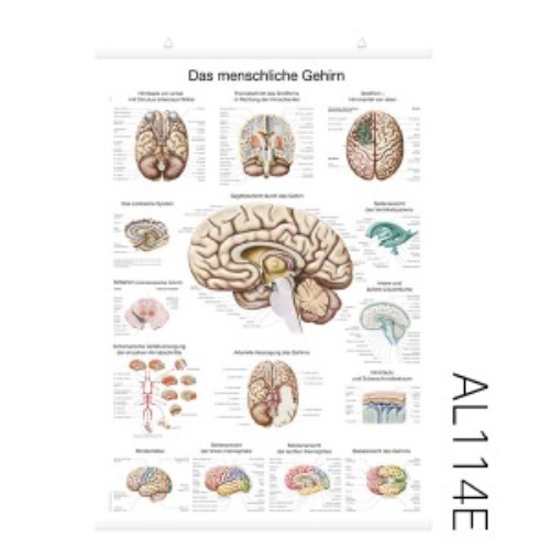 뇌 차트(AL114E)