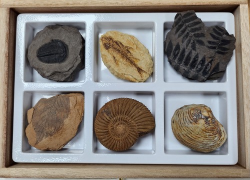 교과서에 나오는 초등 화석 6종 A