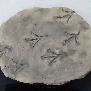 새 발자국화석(전시용)