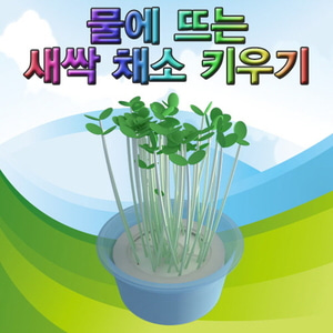 물에 뜨는 새싹 채소 키우기(10인용)