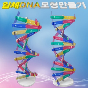 뉴 DNA 입체 모형 만들기(10인용)