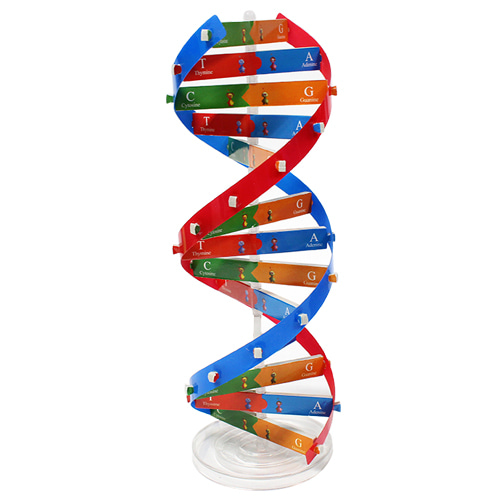 DNA 이중나선 모형 만들기 (1인용 포장)