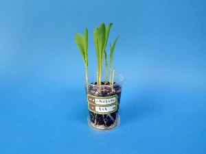 외떡잎 식물(옥수수) 기르기 5인