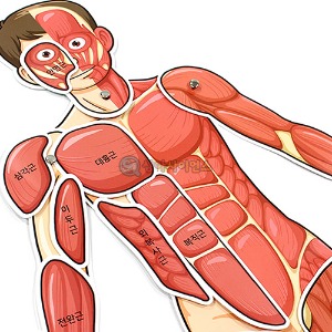 인체의 신비 - 인체 근육 모형 (1인용 포장)
