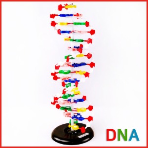 DNA 모형(대)