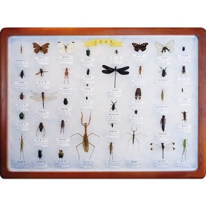 곤충 표본 (40종 / 실물제작)