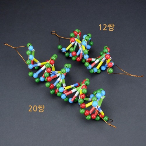 두루마리 DNA-20쌍 4명 set