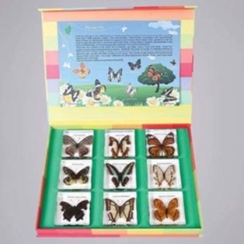 여러가지 나비표본